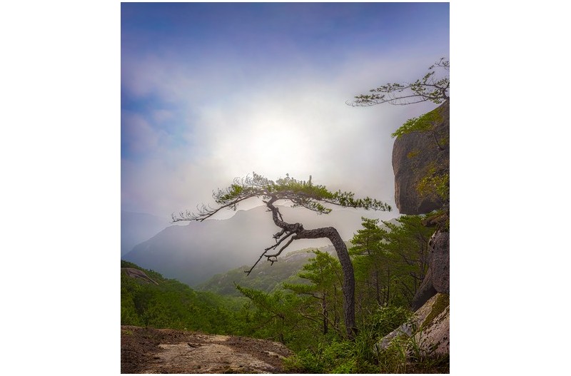 학이 되고싶은 나무