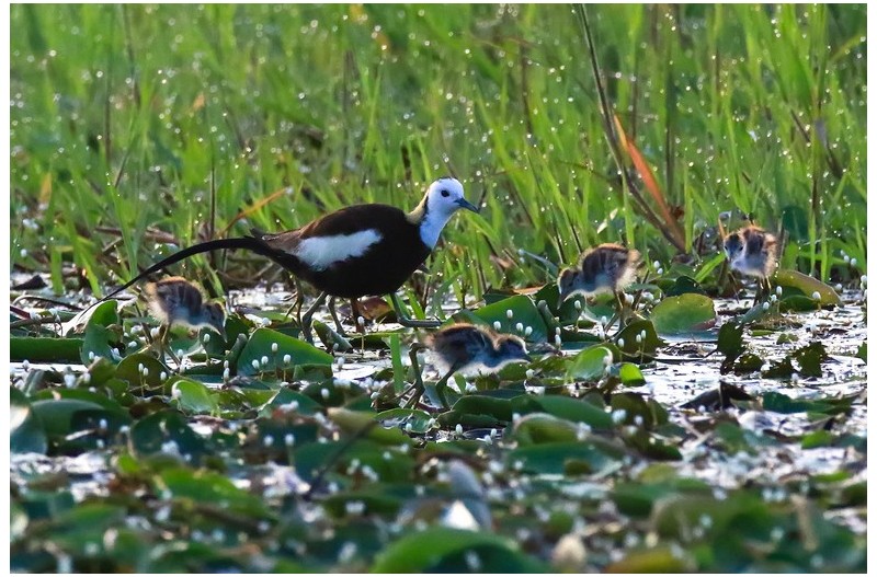 물꿩 가족 나들이---`