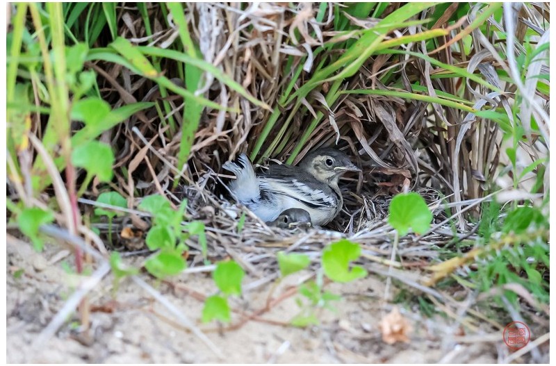 집을 나가는 알락할미새 유조