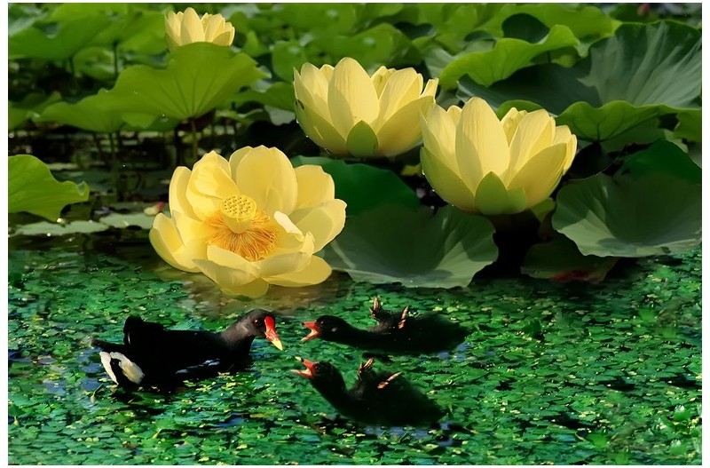 황연에 들어온 쇠물닭`