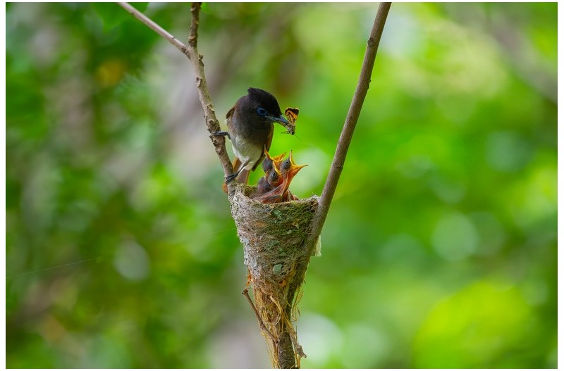 긴꼬리딱새 육추