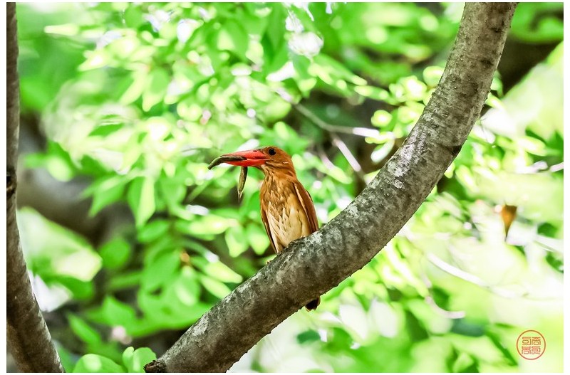 옥산서원 호반새