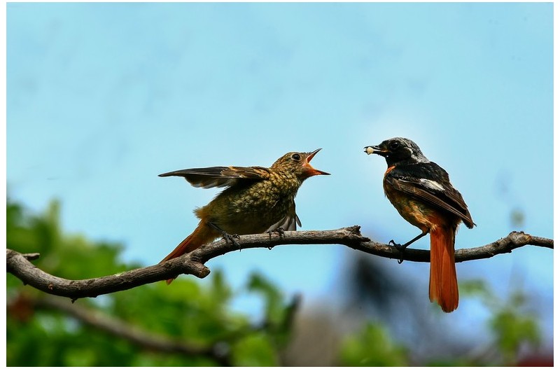 딱새 새끼 모이주기`