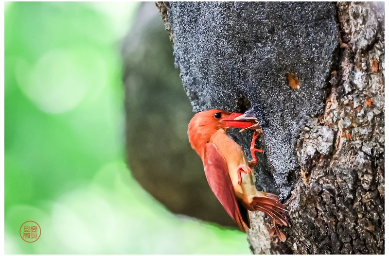 옥산서원 호반새