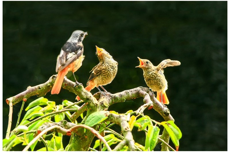 딱새 가족산책`