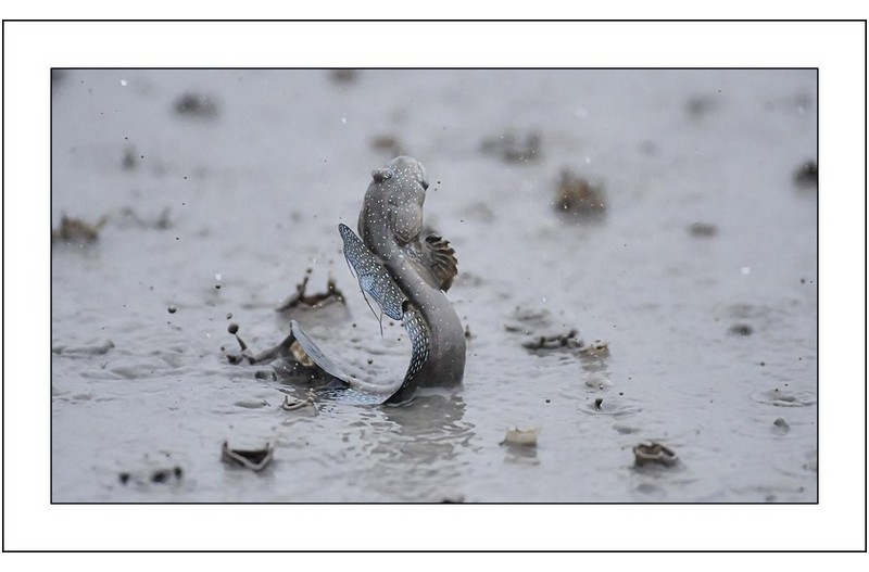 비온날에 짱뚱어..