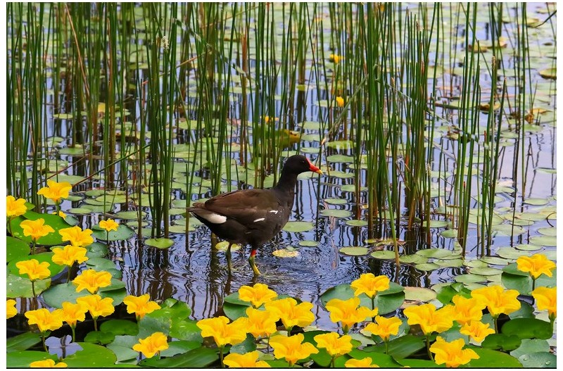 노랑 어리게 꽃과 쇠물닭`