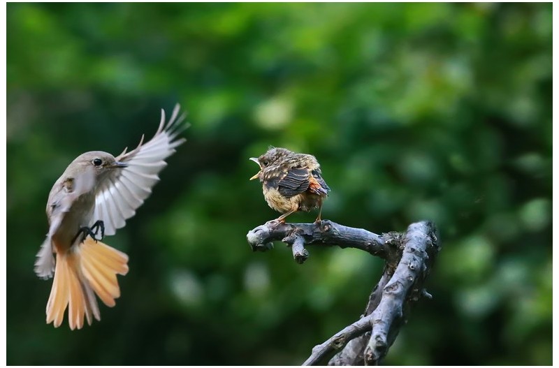 딱새 세끼 모이주기`
