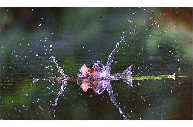 물총새 유조  ㅡㅡㅡㅡㅡㅡㅡㅡㅡㅡㅡ