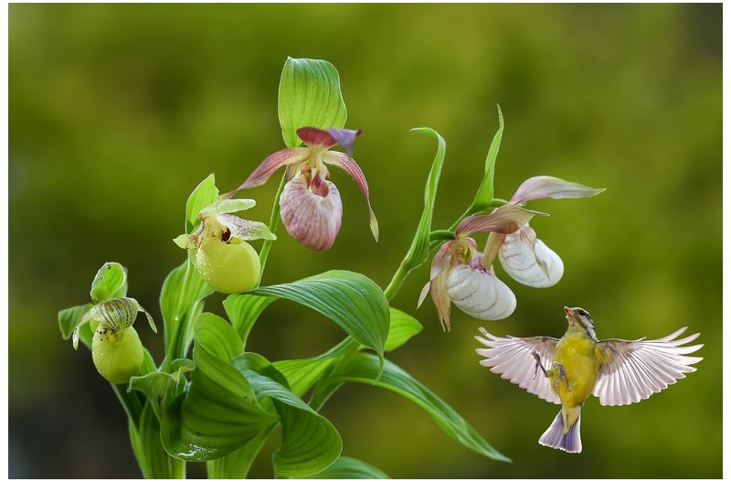 난 꽃에 맺힌 이슬을 따는 진박새`
