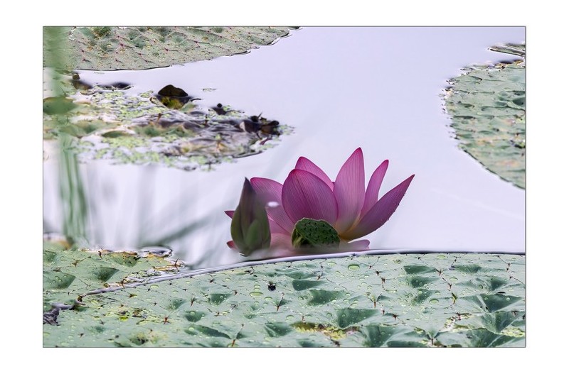 가시연에 핀 아라홍연 반영