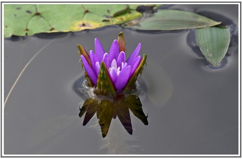 가시 연 개화 중