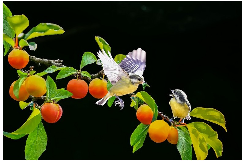 모이을물어다 주는 노랑배 진박새`