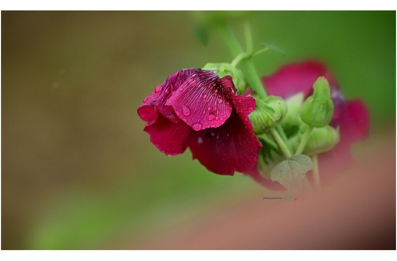 장마 비오는 날에...
