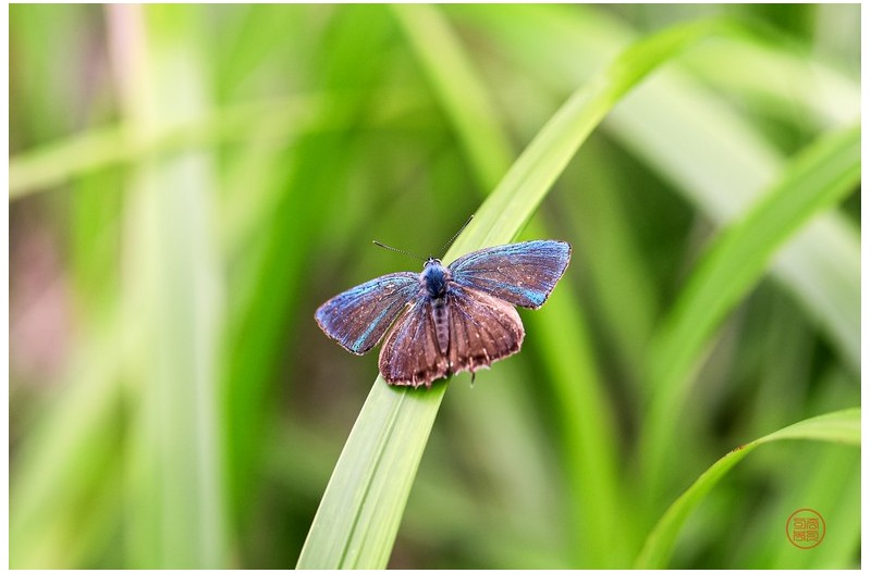 산녹색부전나비