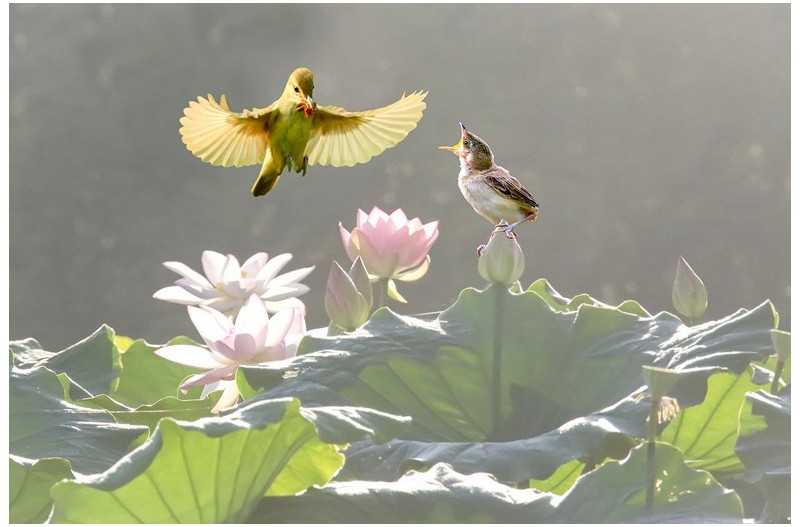 개개비 연밭에`