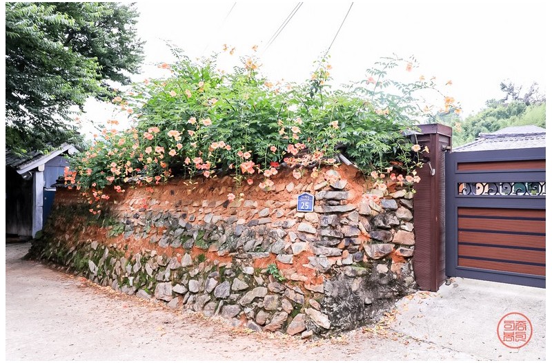 늦게 피어난 능소화