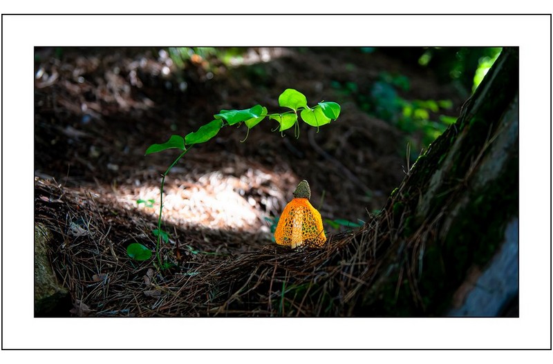 노랑망태버섯..