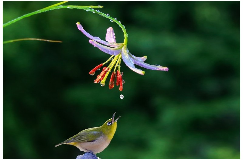 솔나리에 맺힌 이슬을 따는 동박이``