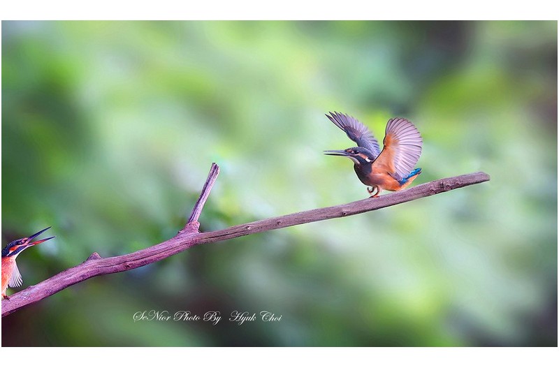 이상한  형제   ㅡㅡㅡㅡㅡㅡㅡㅡㅡㅡㅡㅡㅡㅡㅡ