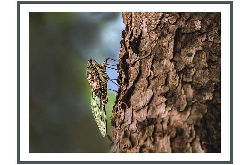 우리나라.참매미