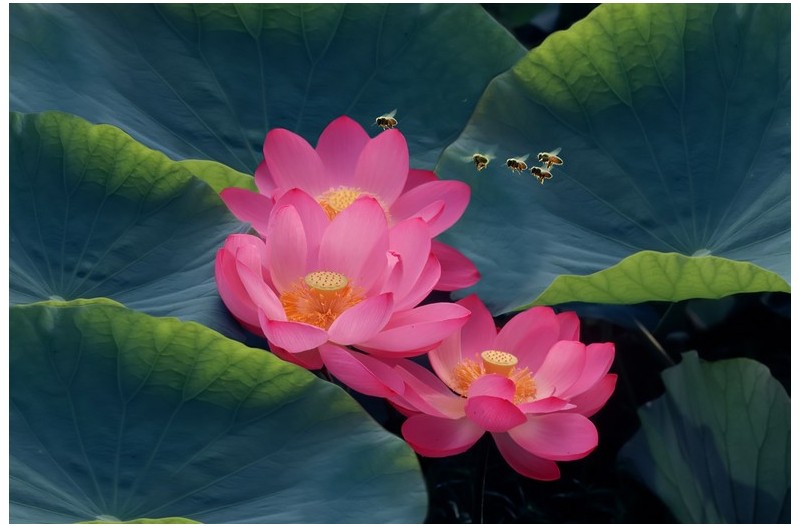 아름다운 연꽃`