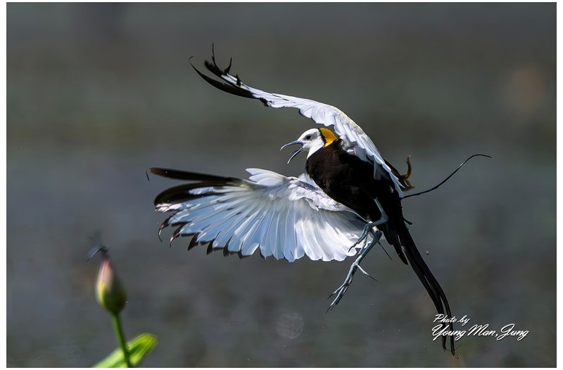 경계 확실히 서는 암컷(물궝)