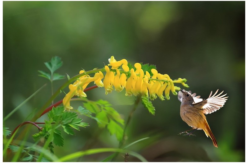 멋진 꽃과 멋진 새`