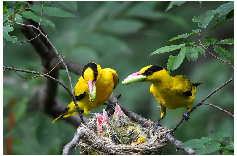 꾀꼬리 새끼 사랑`