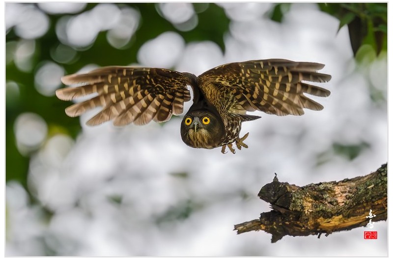 매산숲의 귀요미