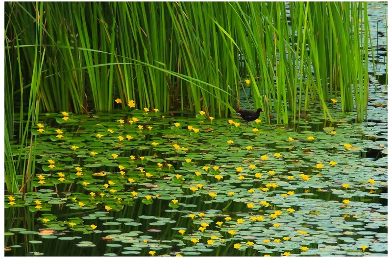 노랑어리개을 거니는 쇠물닭`