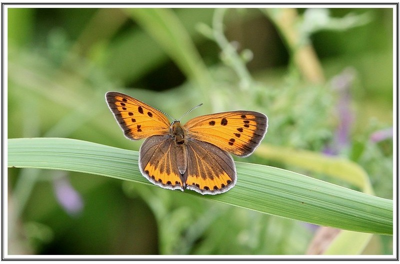 이름 모를 나비