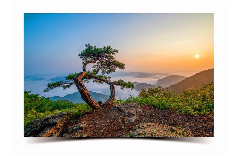 명품소나무...2024.8.5