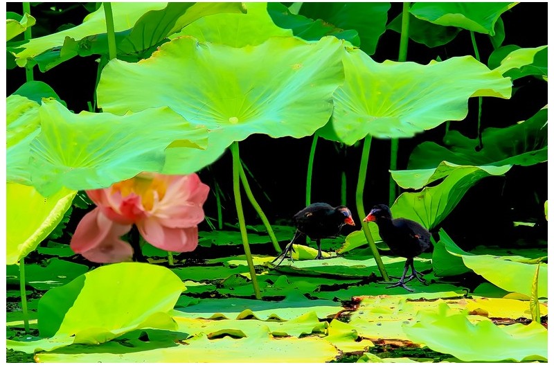 연밭에 들어온 새`