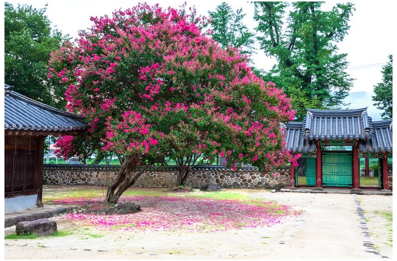 덕천서원 목백일홍