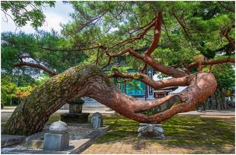 충주 단호사 소나무