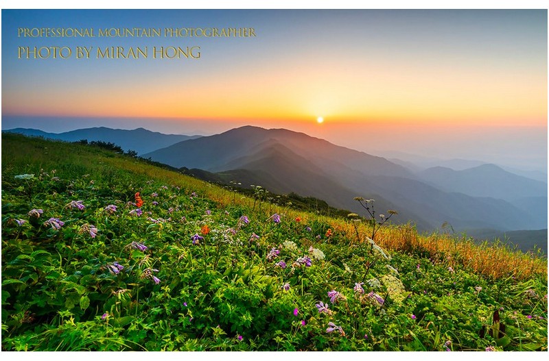 야생화가 피어있는 풍경