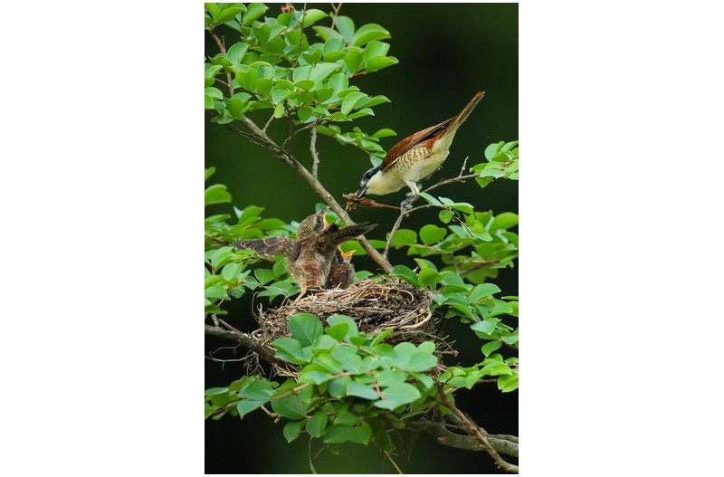 칠때까치 육추`