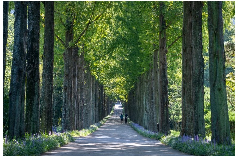 가로수길 맥분동