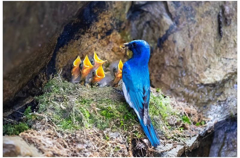 큰유리 새 둥지`