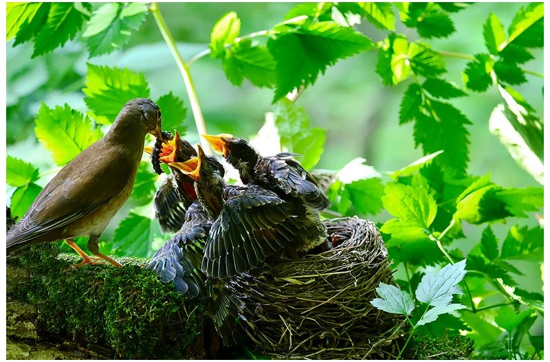 흰배 직박기 육추`