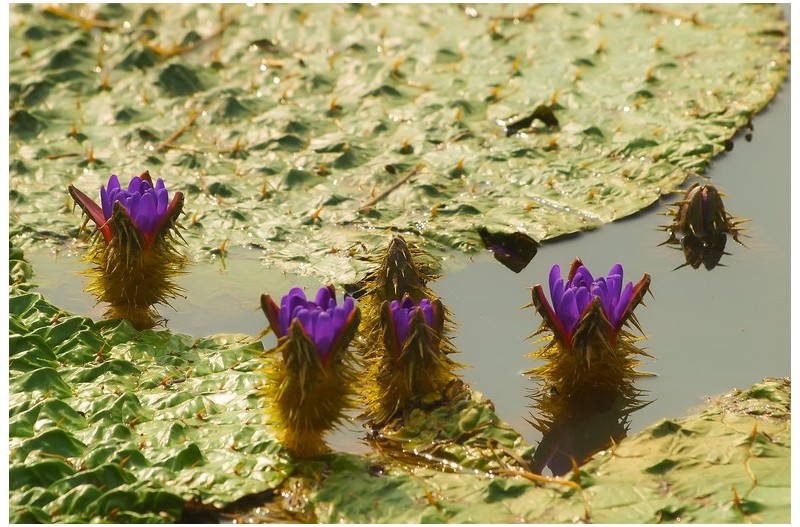 금호연지 까시연`