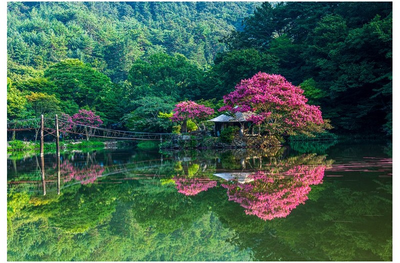 일일캠프닉타운