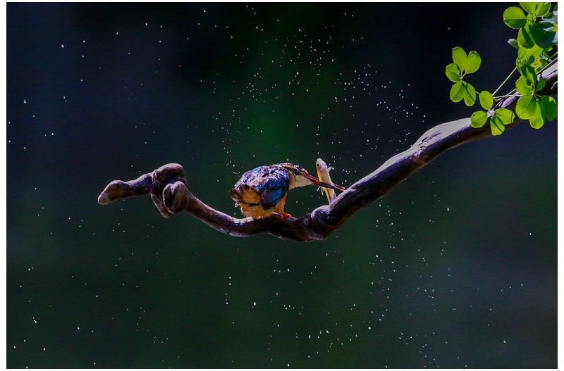 물총새 - 패대기