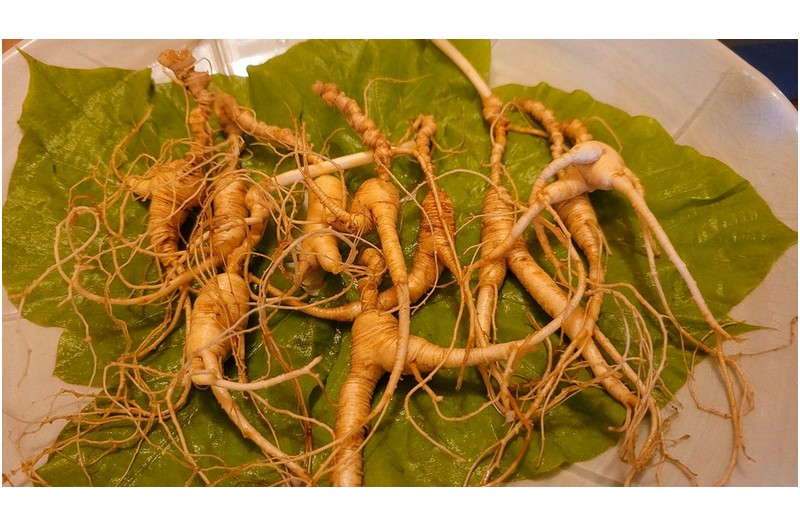 요 정도는 먹어야 산삼