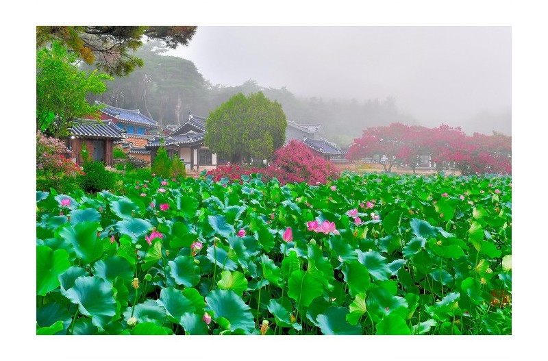 배롱나무꽃 풍경