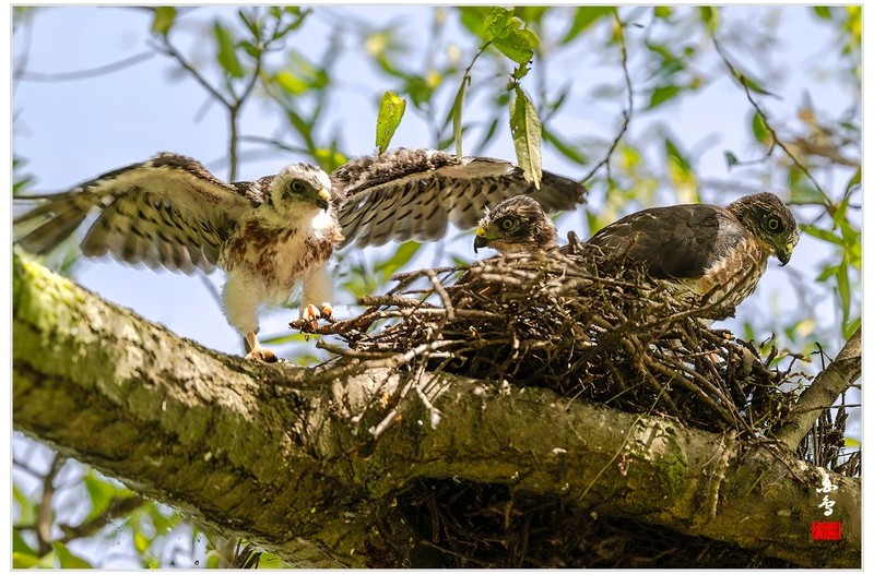붉은배새매유조
