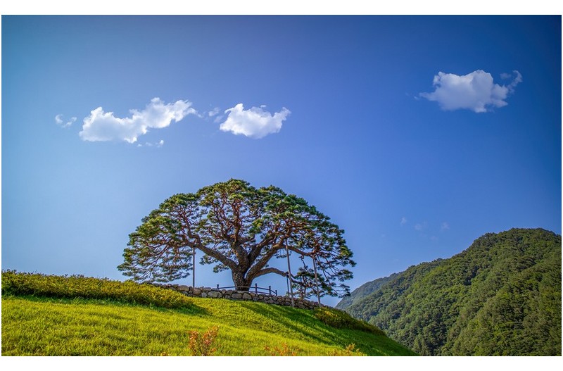 솔고개 아름다운 소나무
