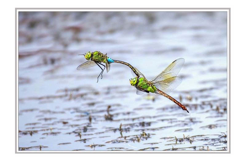왕잠자리 짝짓기