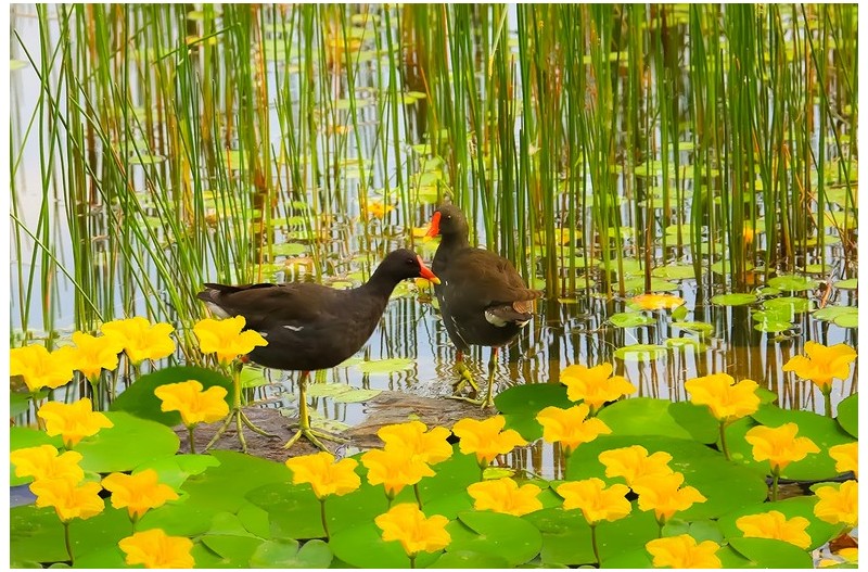 노랑어리개와 쇠물닭`